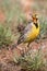 Orange throated Cape Long-claw walking in green grass Macronyx