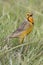 Orange throated Cape Long-claw walking in green grass Macronyx