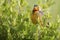 Orange throated Cape Long-claw walking in green grass Macronyx