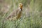 Orange throated Cape Long-claw walking in long green grass