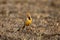 Orange-throated or Cape longclaw, Macronyx capensis