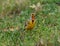 An Orange-Throated Longclaw