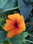 Orange thunbergia alata flower