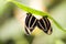 Orange Tiger Butterflies