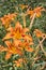 Orange tiger day lilies