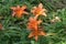 Orange tiger lilies Hemerocallis fulva