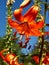 Orange Tiger Lilly