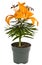 Orange Tiger Lily