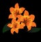 Orange tiger lily on black background