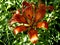 Orange tiger Lily blooms with leaf shadows on its petals