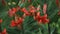 Orange tiger lily flower bush with opened flowers in summer home garden close-up