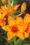 Orange tiger lily Lilium bulbiferum