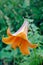 Orange tiger lily (lilium lancifolium) blooming