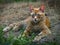 Orange Tiger Mackerel Tabby Farm Cat relaxing