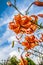 Orange tigerlily flowers