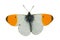 Orange tip butterfly