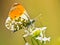 Orange Tip Butterfly