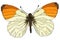 Orange tip butterfly - anthocharis cardamines