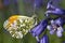 Orange Tip Butterfly (Anthocharis cardamines) on a Bluebell