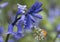 An orange tip butterfly on a bluebell on Southampton Common