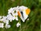 Orange tip butterfly male on flower