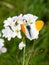 Orange tip butterfly male on flower