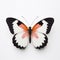 Orange Tip Butterfly Portrait On White Background