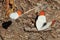 Orange Tipped Butterflies