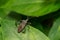 Orange-tipped Leaf-footed Bug - Acanthocephala terminalis