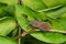 Orange-tipped Leaf-footed Bug - Acanthocephala terminalis