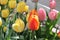 the Orange tipped tulips in the tulip batch - selective focus