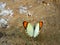 Orange tips or Colotis danae, Satara