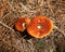 Orange Toadstools