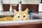 Orange Tom Cat hiding in kitchen sink