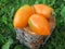 Orange tomato Banana on a tree stump on a green background