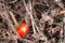 Orange tomato resting in a field, surrounded by tall, leafy branches