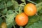 Orange tomatoes on the branch ripen, and leaves are sick in the greenhouse
