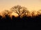 Orange Toned African Sunset behind the black and brown silhouette of large dry trees