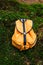 Orange tourist backpack in the forest on green moss