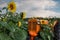 Orange Tractor Sits in Amongst Sunflower Plants