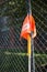 Orange traffic flag on the roadside