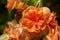 Orange trailing Begonia flowers in bloom in New Zealand