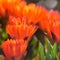 Orange trailing ice plant blossoms