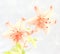 Orange transparent lilies on white background for Mothers Day or Valentines concept.  Also Sympathy and Condolence Concept