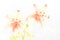Orange transparent lilies on white background for Mothers Day or Valentines concept.  Also Sympathy and Condolence Concept