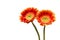 Orange transvaal daisies isolated on a white background