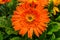 Orange Transvaal Daisy Gerbera Jamesoni Asterceae Flower Perrenial