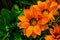 Orange treasure flowers in closeup, tropical plant specie from africa, nature background, popular ornamental garden flower