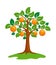 Orange-tree