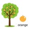 Orange tree